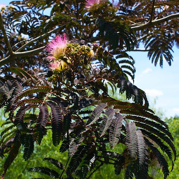 3-4 ft. - Summer Chocolate Mimosa Tree - Deep Purple Foliage and Whimsical Pink Blooms