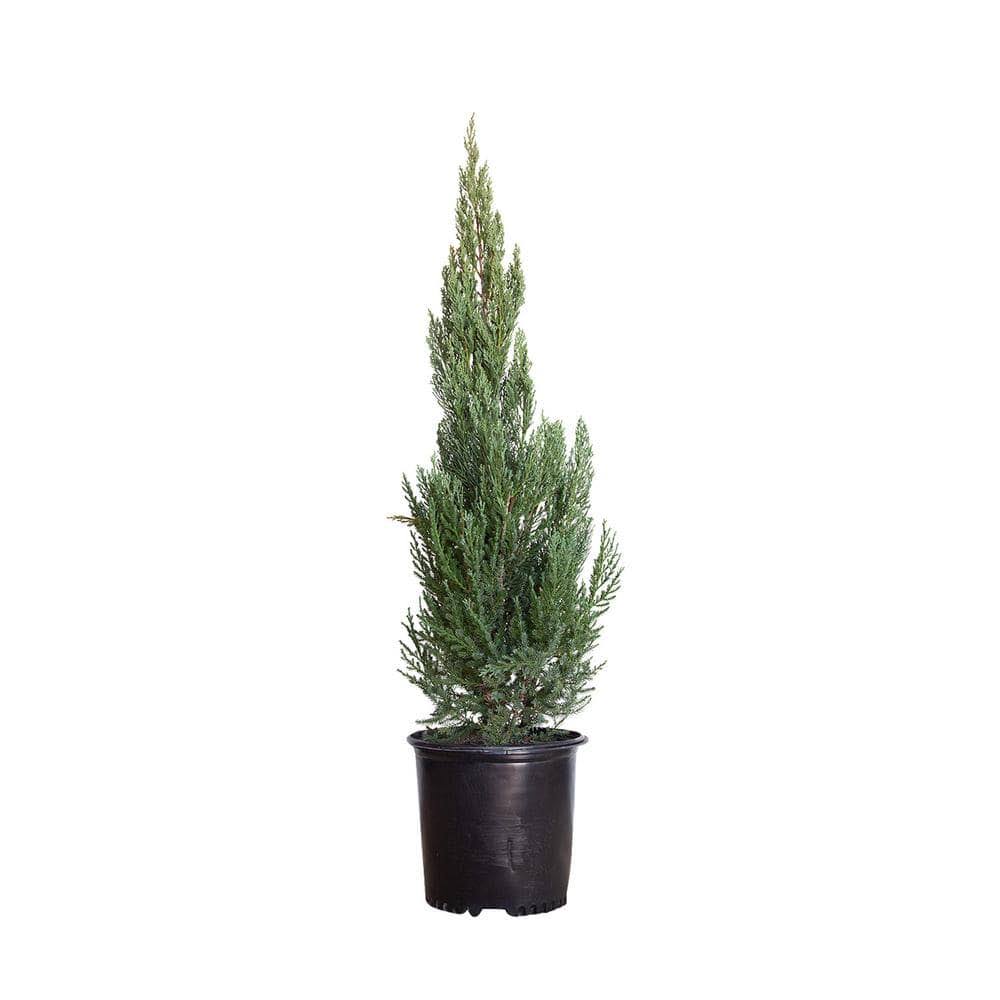 2.5 Gal - Blue Point Juniper - Live Evergreen Shrub/Tree