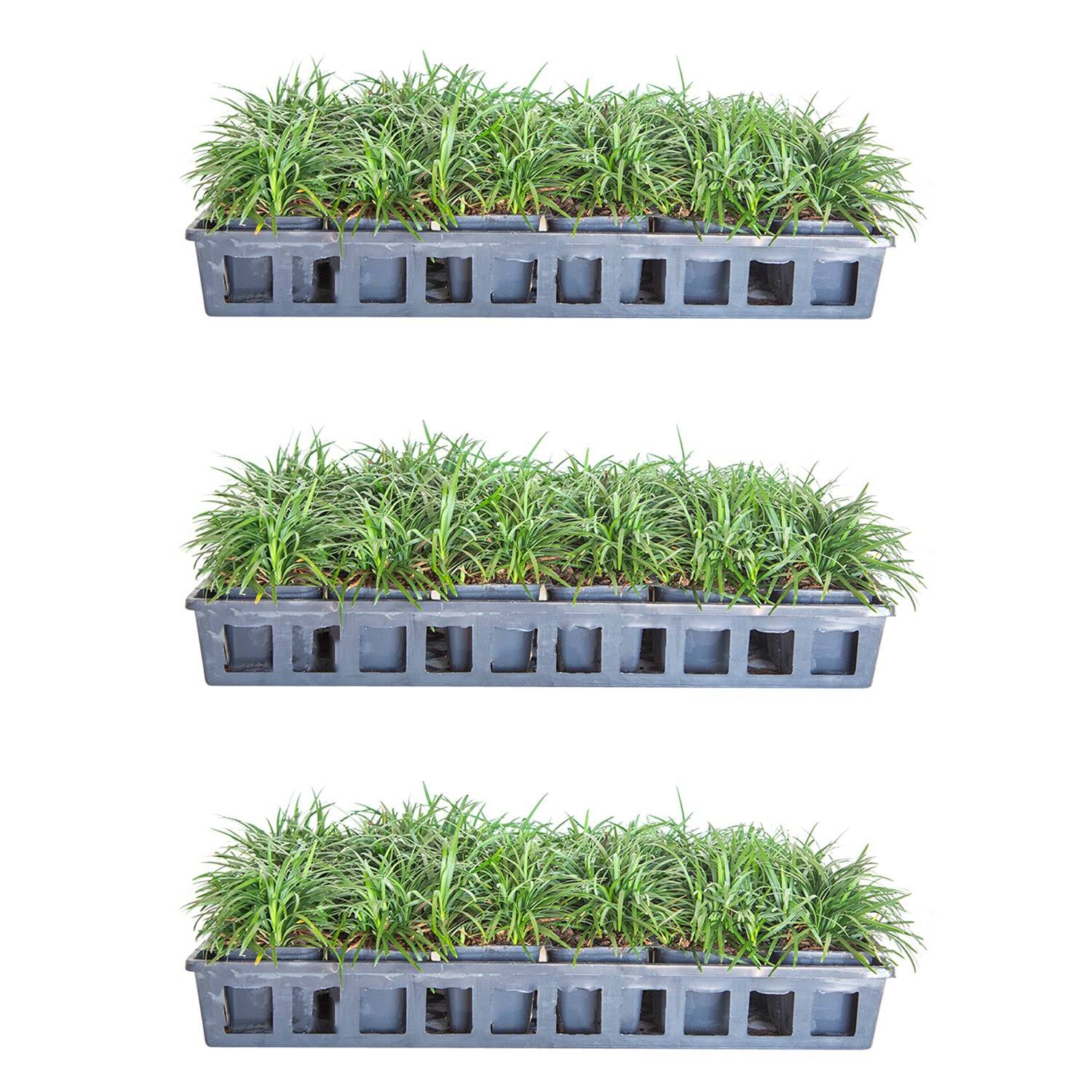 Dwarf Mondo Grass 18-Pack