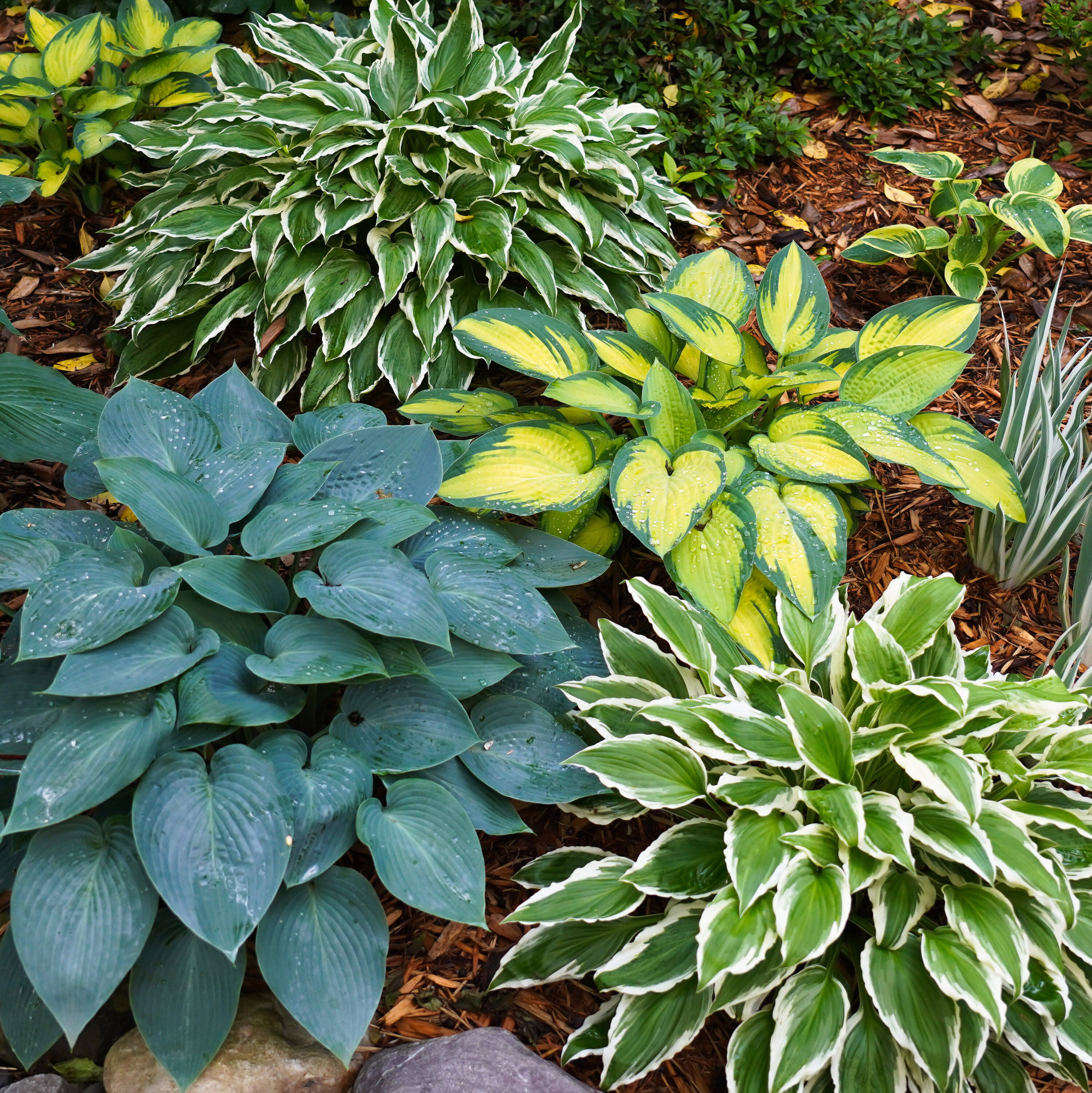 Garden State Bulb Hosta Variegated Mix, Bare Root Tubers (Bag of 6)