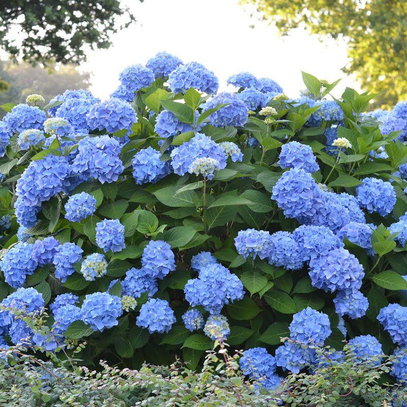The Original Hydrangea | Endless Summer 3 Gallon