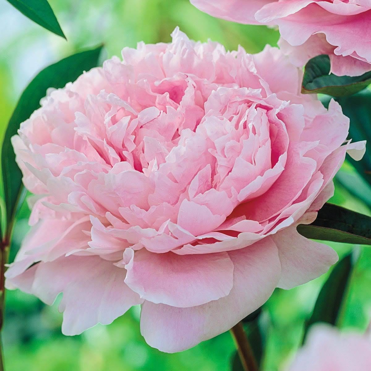 Spring Hill Nurseries Sarah Bernhardt Peony Bareroot | 63378