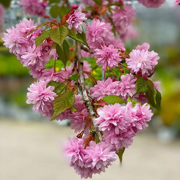 Brighter Blooms - Weeping Extraordinaire Cherry Tree, 4-5 ft. - No Shipping to Az,ca,wa