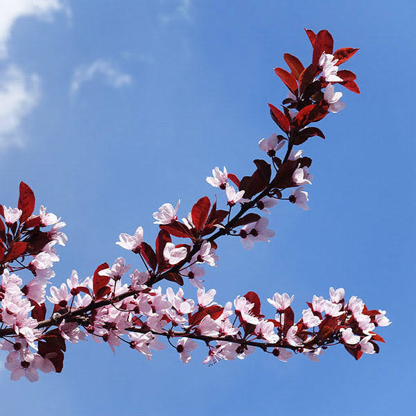 3-4 ft. - Newport Plum Tree - Beautiful Foliage and Deep Hues of Purple, Outdoor Plant
