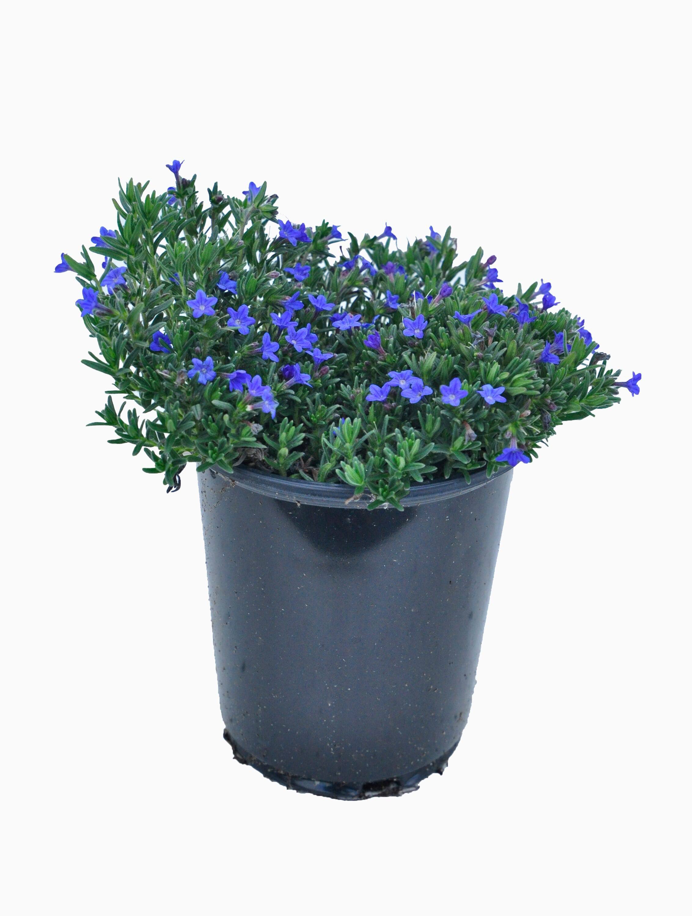 Lowe's Blue Lithodora Plant in 2.5-Quart Pot 2-Pack | 1089
