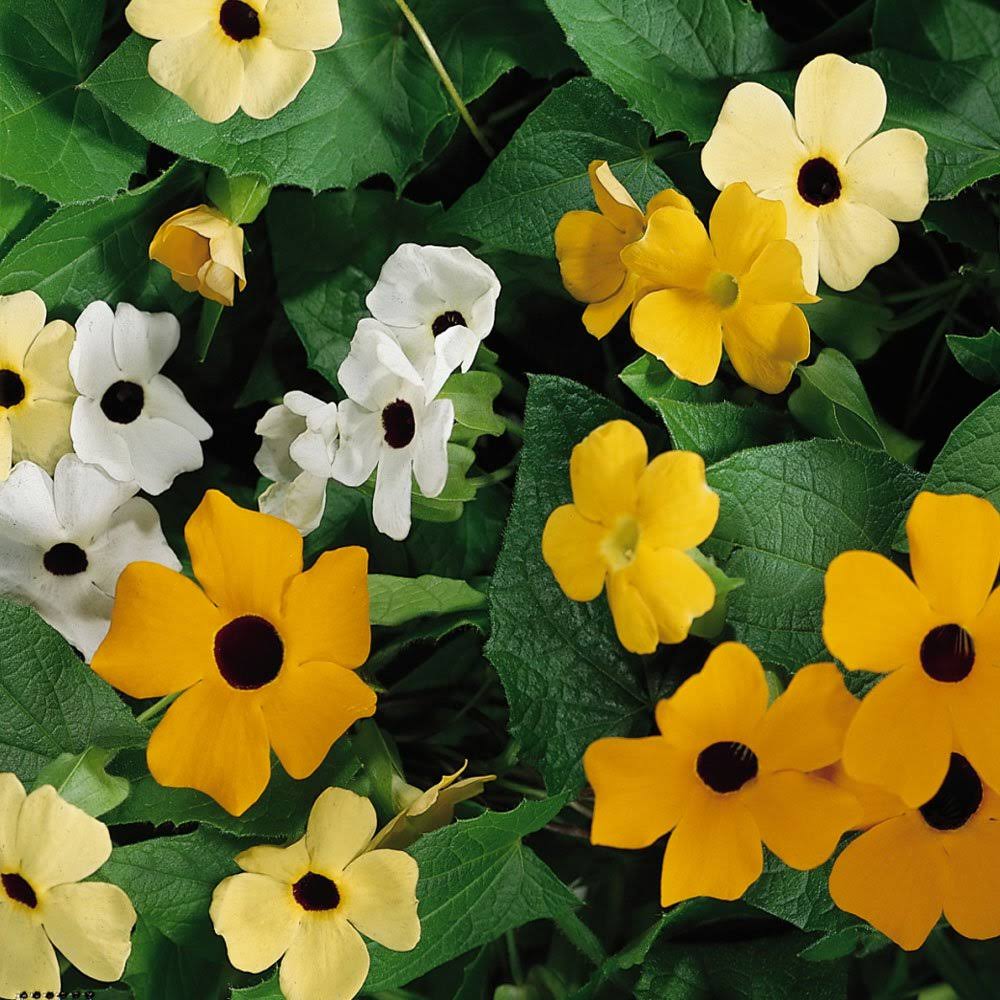 Outsidepride Thunbergia Vine Seed Mix - 200 Seeds