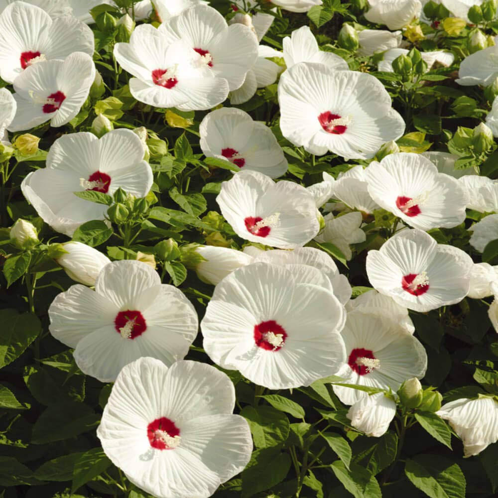 Outsidepride Hibiscus Seeds - Luna White - 10 Seeds