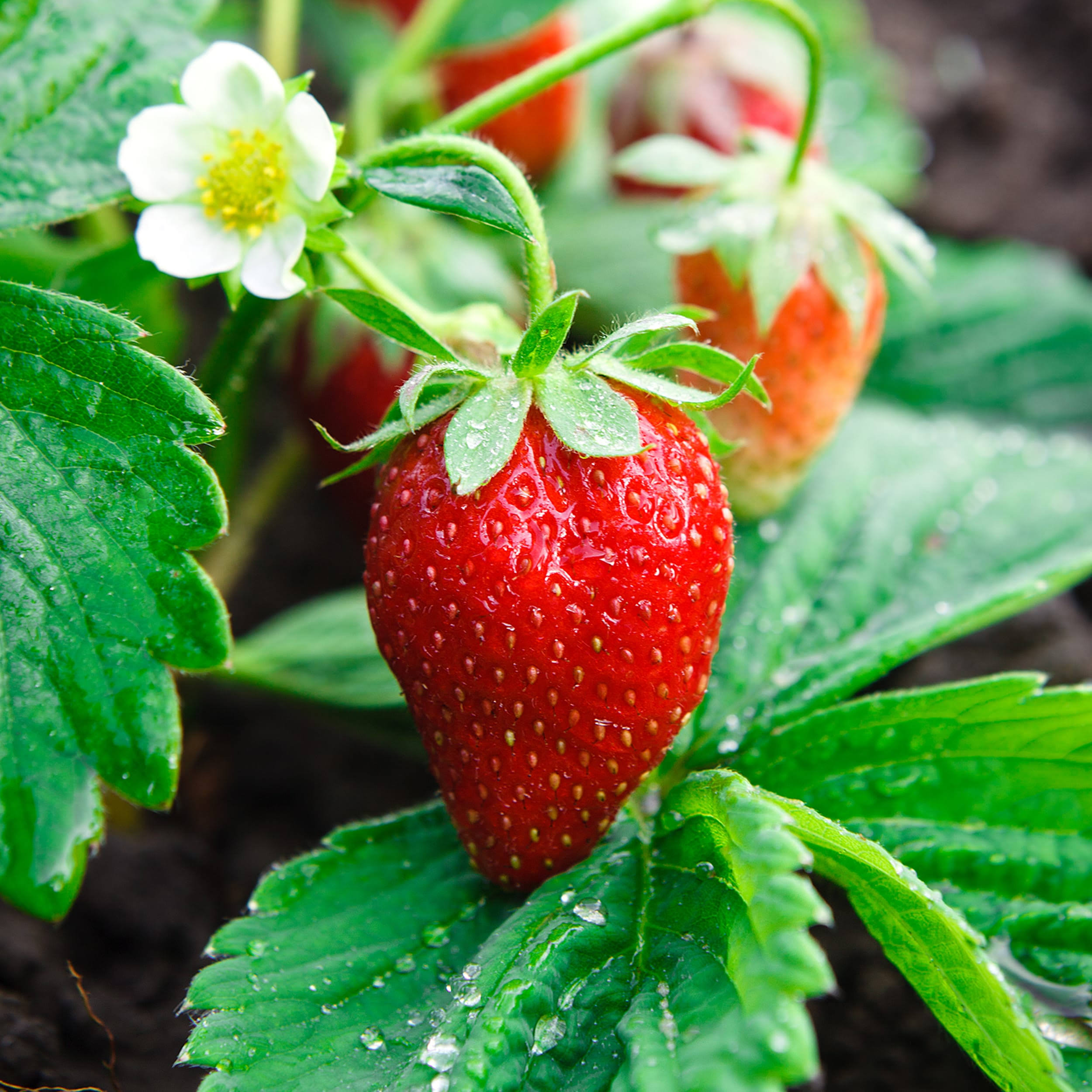 Garden State Bulb Ozark Beauty Strawberry, Bare Root Crowns, Non-GMO (Bag of 10)