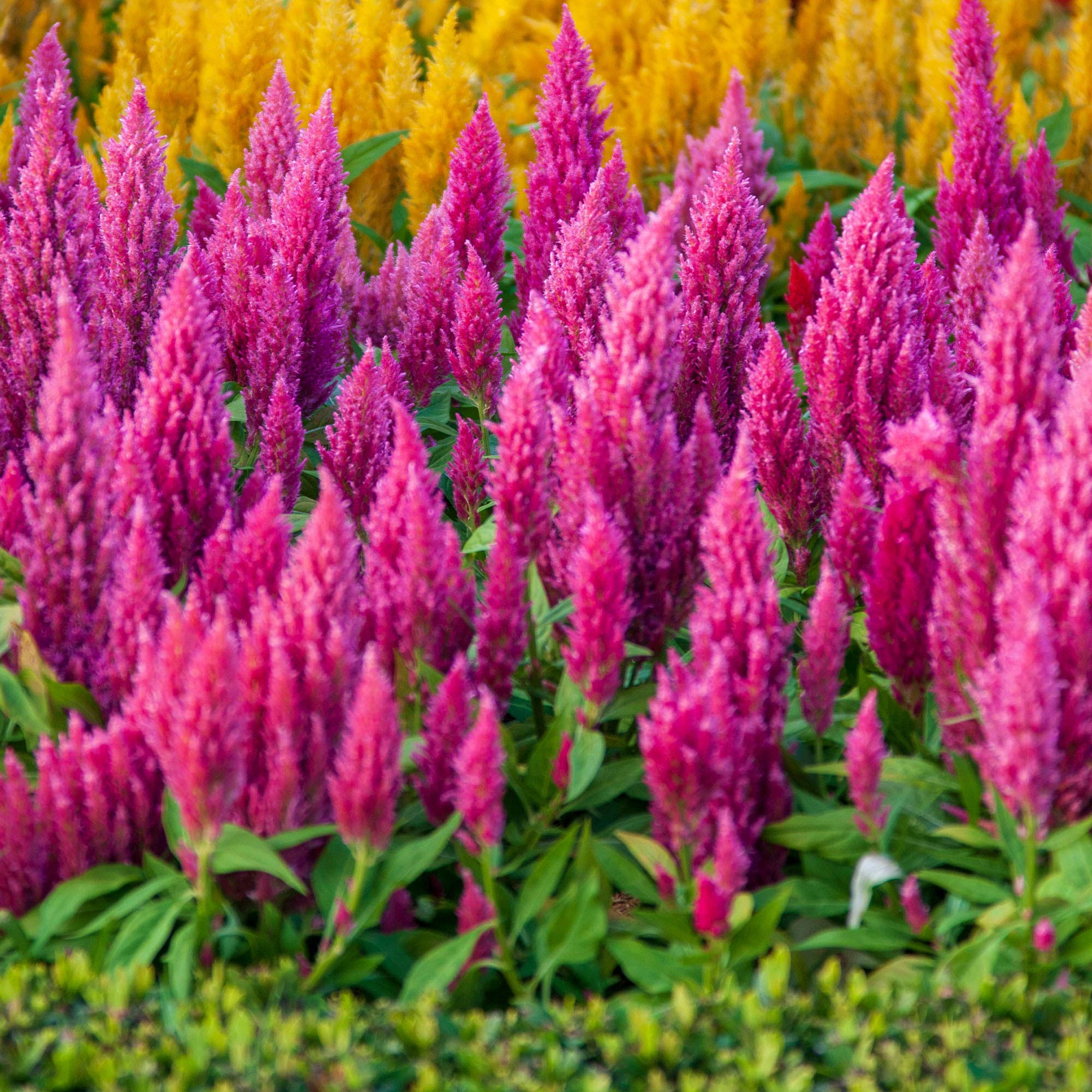 Outsidepride Celosia Seeds - Pink - 500 Seeds