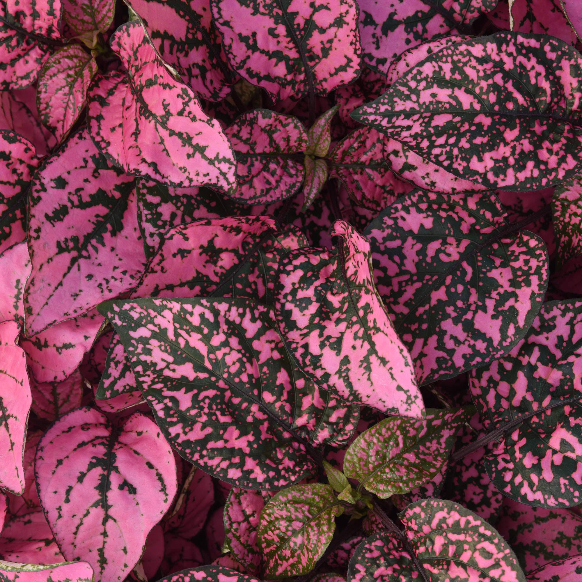 Outsidepride Hypoestes Seeds - Rose - 100 Seeds