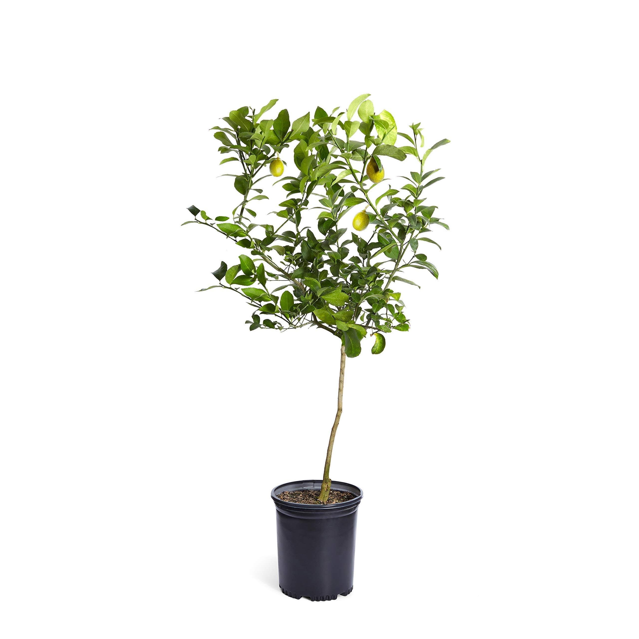 Brighter Blooms - Meyer Lemon Tree, 3-4 ft. - No Shipping to AL, Az, Ca, FL, Ga, La, or, and TX