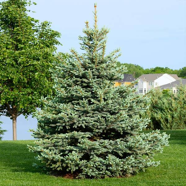1 Gallon - Colorado Blue Spruce Tree - Silvery Green Foliage + Year-Round Evergreen Color