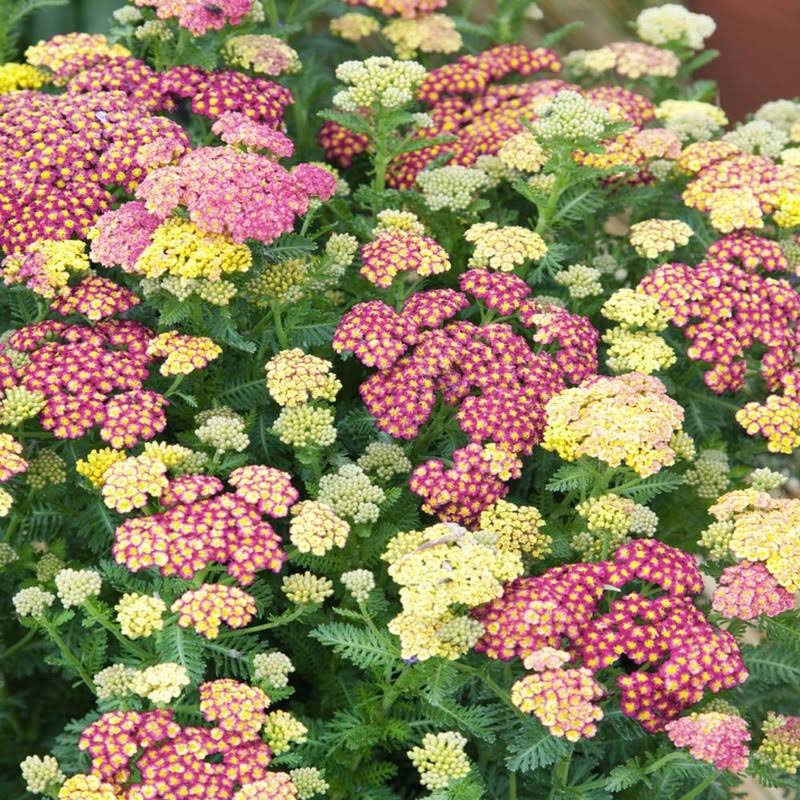 Outsidepride Yarrow Seeds - Pastels - 2000 Seeds
