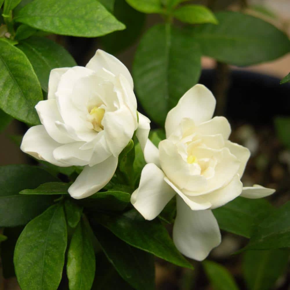 2.5 Qt. Gardenia August Beauty Flowering Shrub with White Blooms