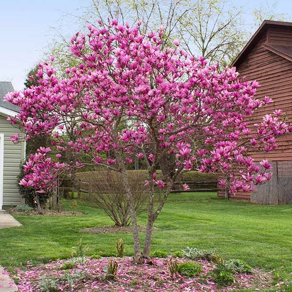 Brighter Blooms - Jane Magnolia, 4-5 ft. - No Shipping to Az,or