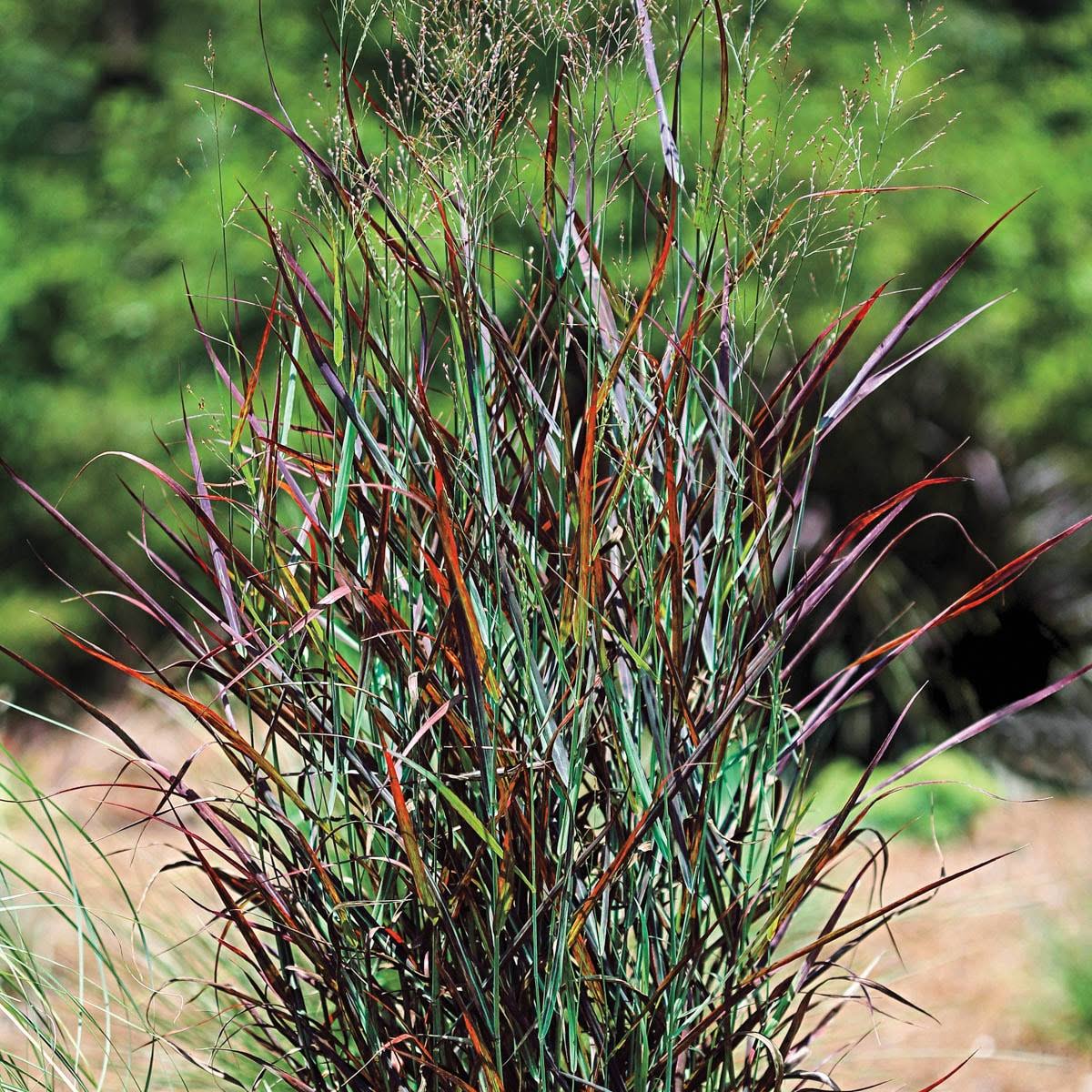 Spring Hill Nurseries Prairie Flame Grass 4 in Pot | 80442