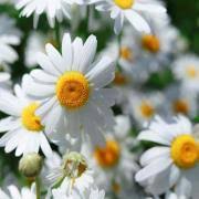 Outsidepride Roman Chamomile Seeds - 50000 Seeds