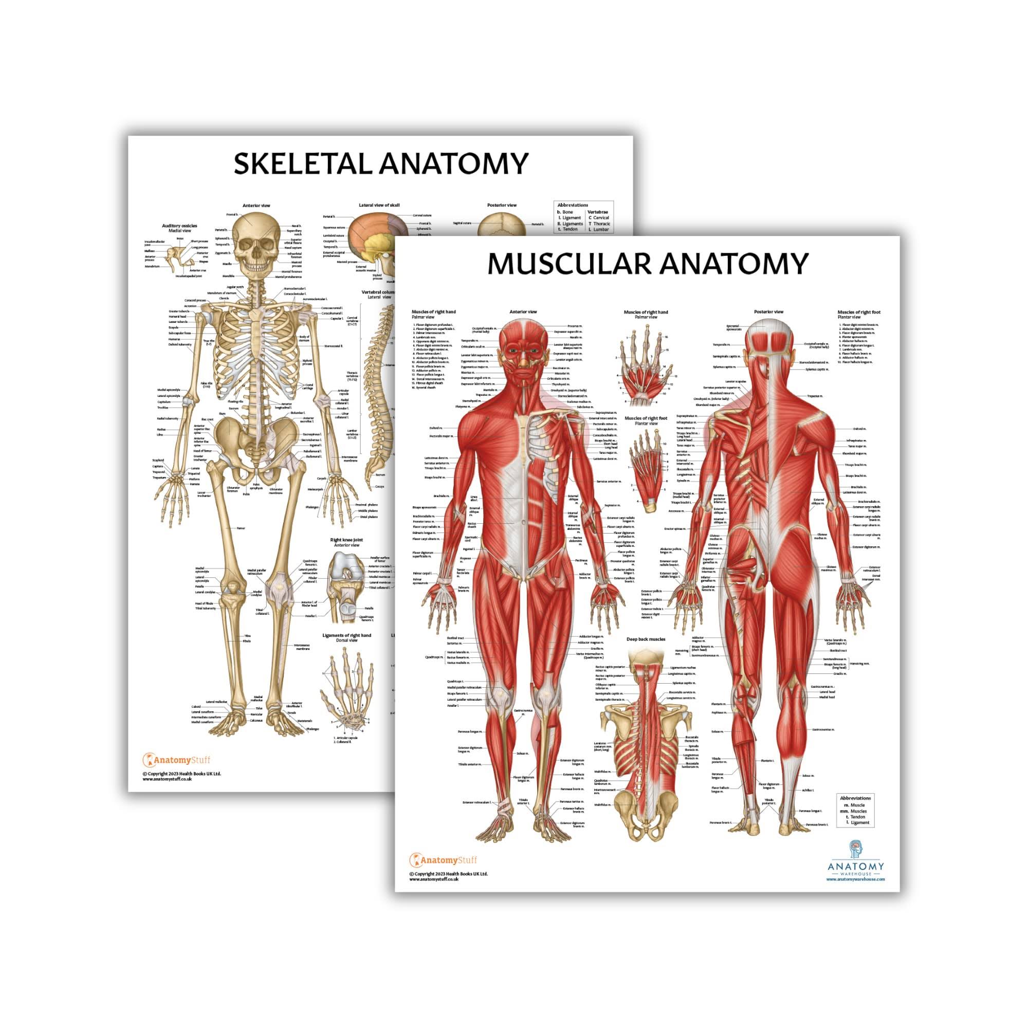 Anatomy Lab 2 Pack Muscular and Skeletal Anatomy Poster Set, Laminated, Anatomy and Physiology Poster, 17.3 x 22.5 Inches, Muscles Diagram, Human