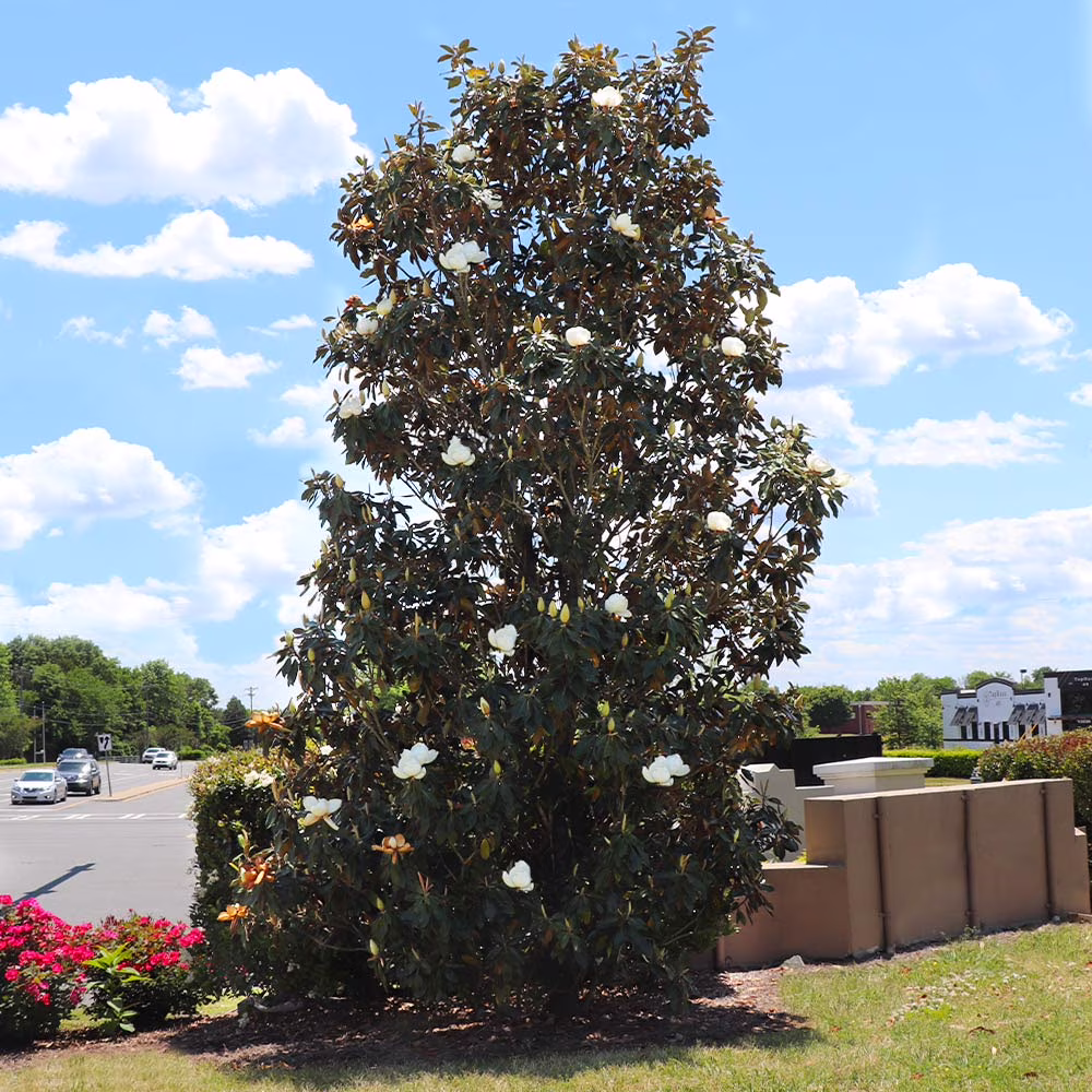 Brighter Blooms - Little Gem Magnolia Tree, 3 - 4 Ft. - No Shipping to AZ, OR