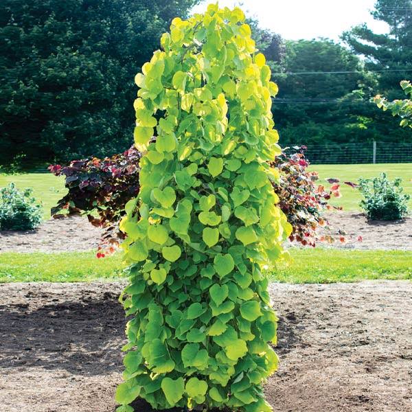 Brighter Blooms - Golden Falls Redbud Tree, 4-5 ft. - No Shipping to Az,or
