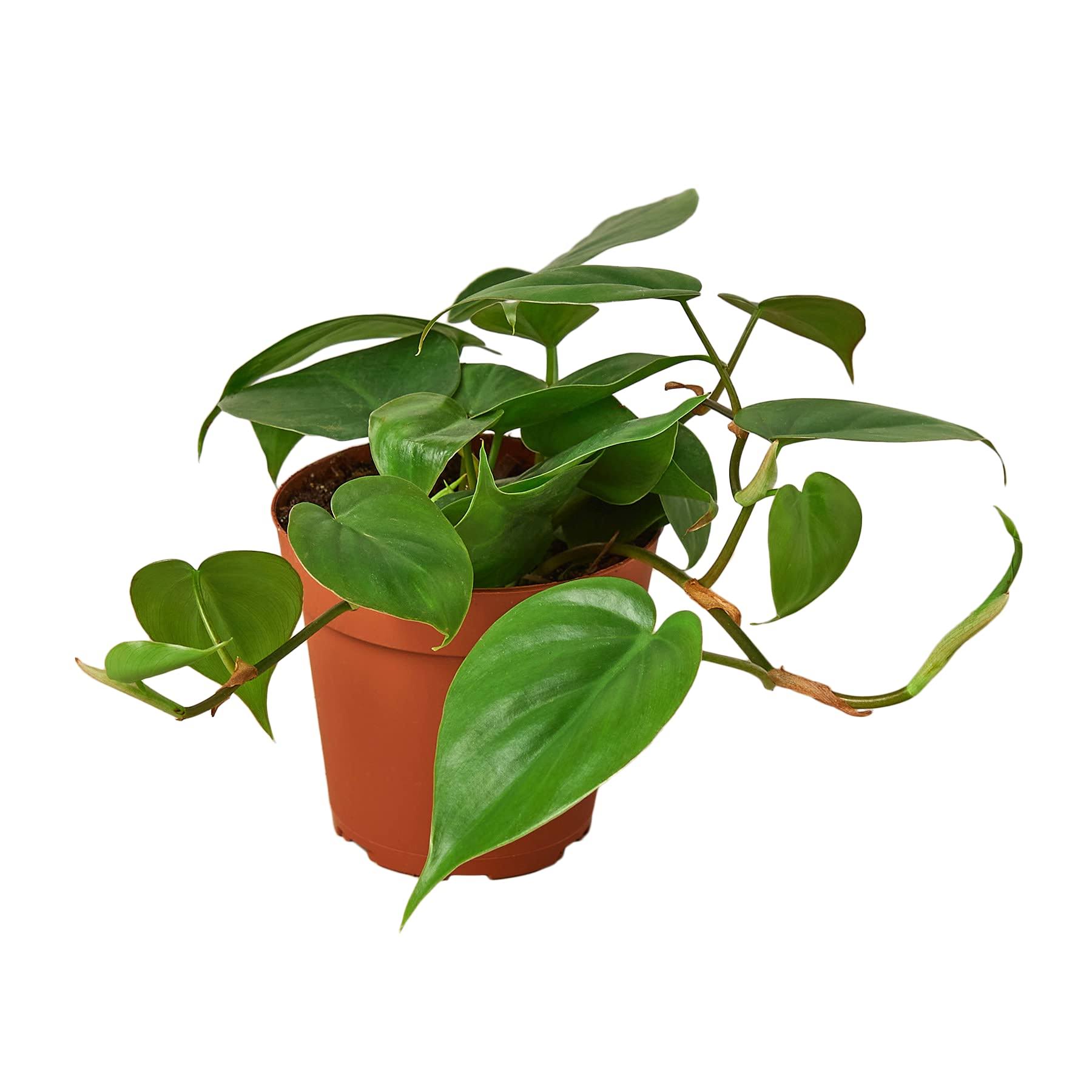 Philodendron Cordatum 'Heartleaf' Nursery Pot / 4