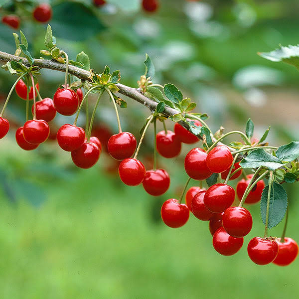 4-5 ft. - Montmorency Cherry Tree - Produces A Large Harvest of Tart Cherries Every Year Outdoor Plant | Brighter Blooms