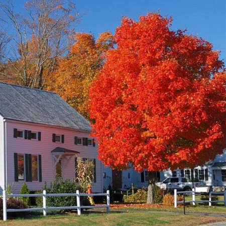 Brighter Blooms - Autumn Blaze Red Maple Tree, 6-7 ft. - No Shipping to AZ
