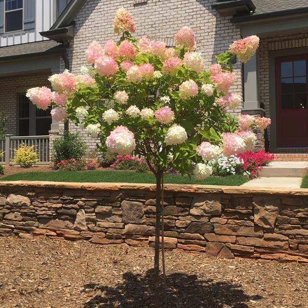 Vanilla Strawberry Hydrangea Tree, Size: 3-4 ft.
