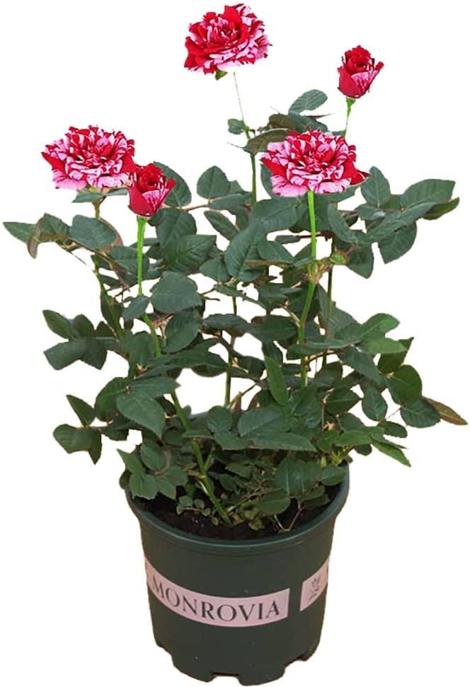 Rose Seedlings