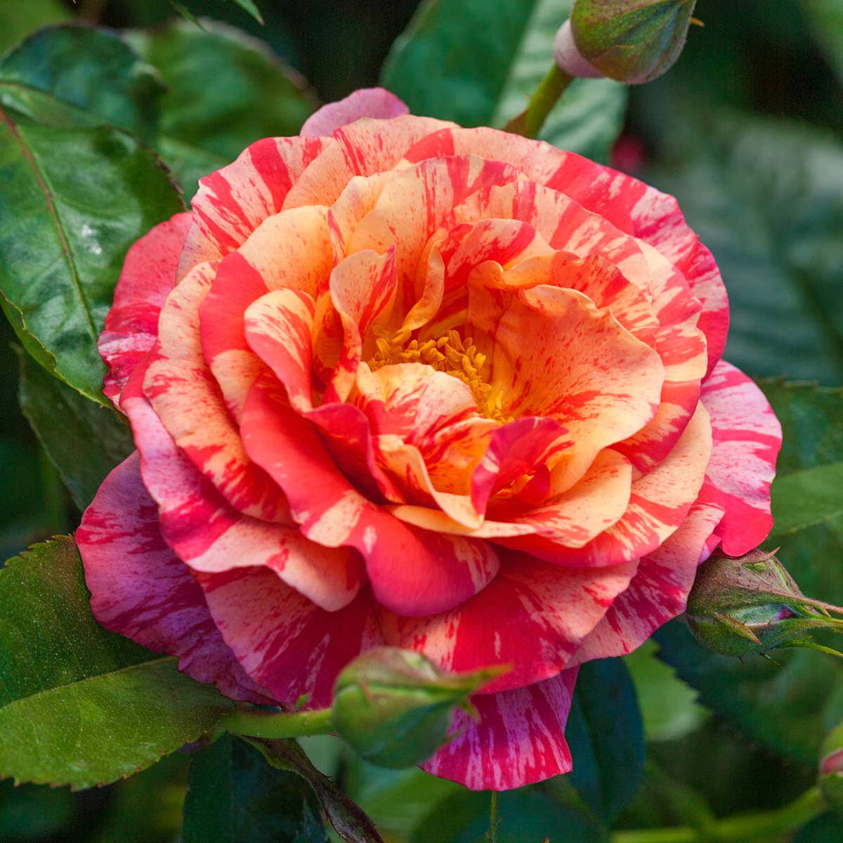 Breck's - Frida Kalo Dormant Bare Root Floribunda Rose, Includes One Plant per Order