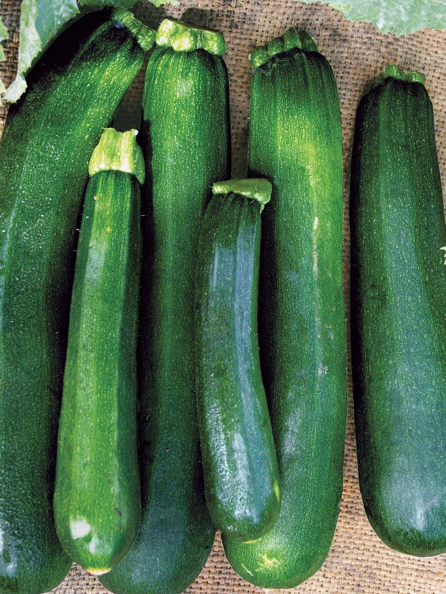 Burpee Black Beauty Zucchini Summer Squash Seeds